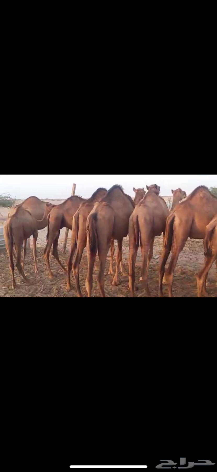 حواشي وبكرات للبيع64583654035843110