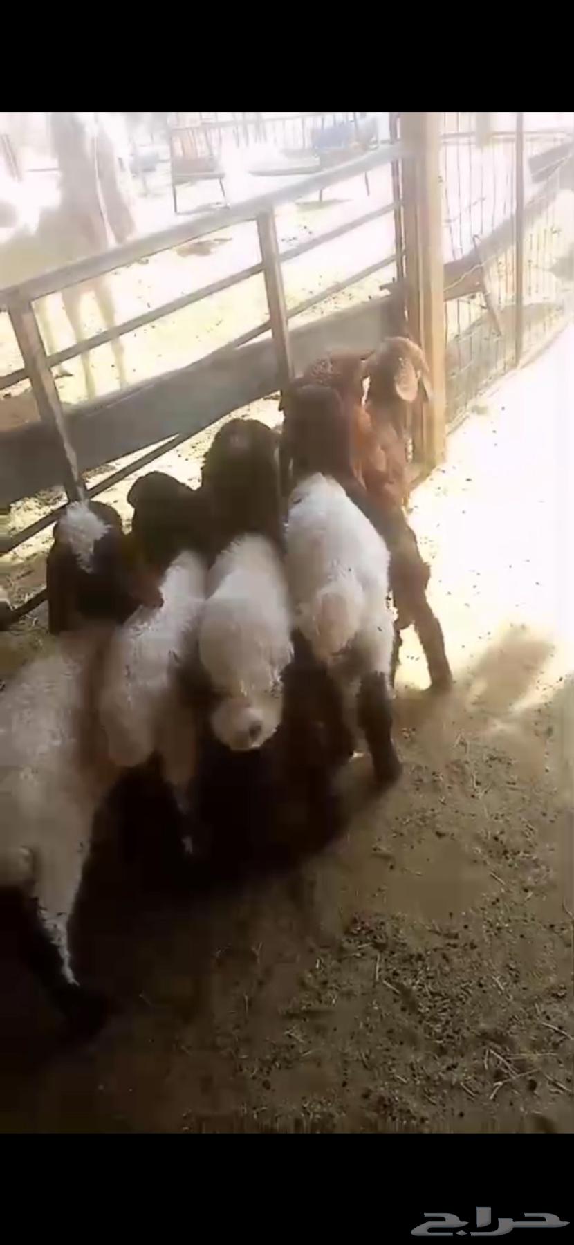 لبيع دوغير أعمارها من شهر الي شهرين64581979878275111