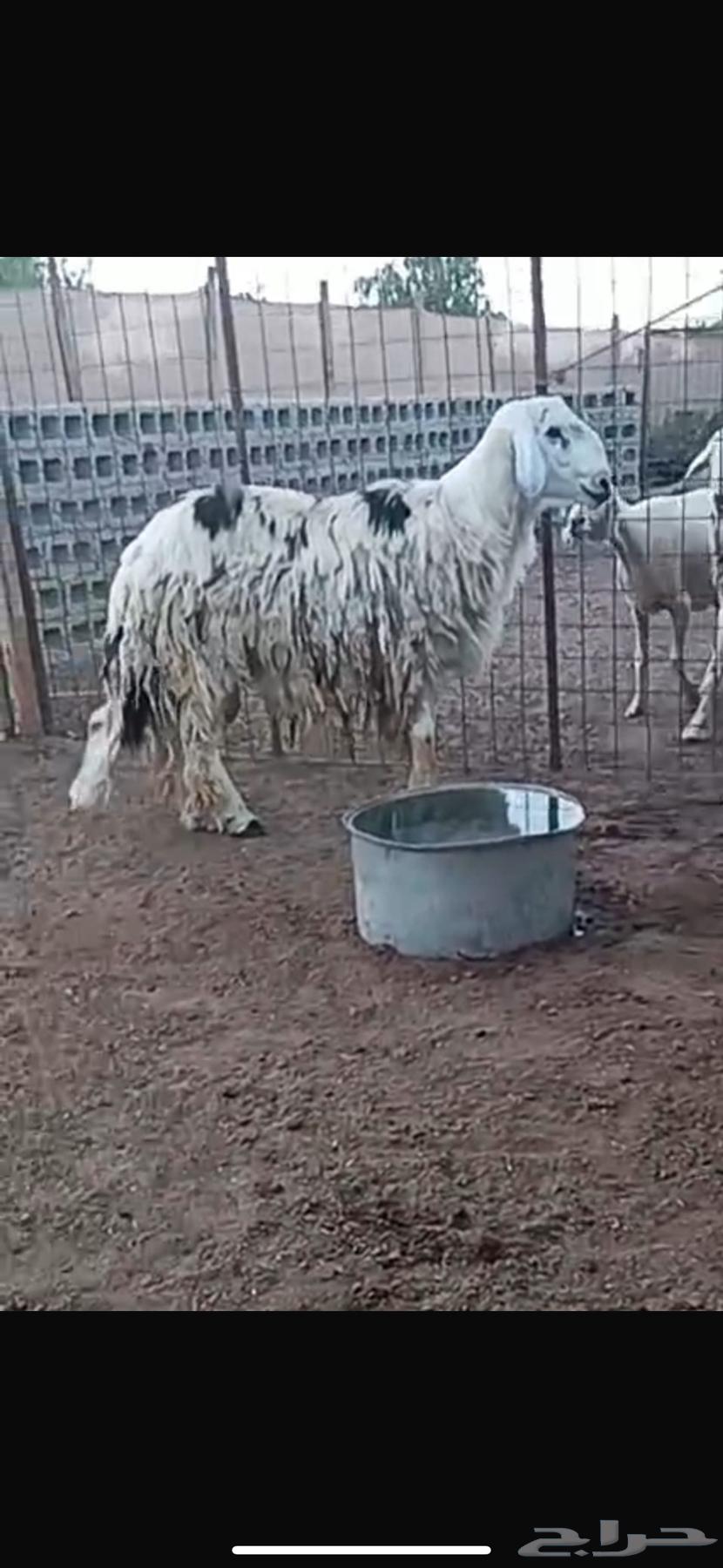 Al Ajami Najdi Stallion, Conditioned, Al Majma'ah Location64584503887361111