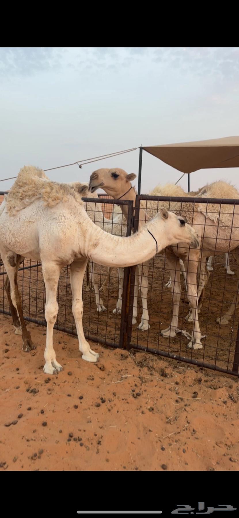 للبيع قعود رماني فحل64564351498114113