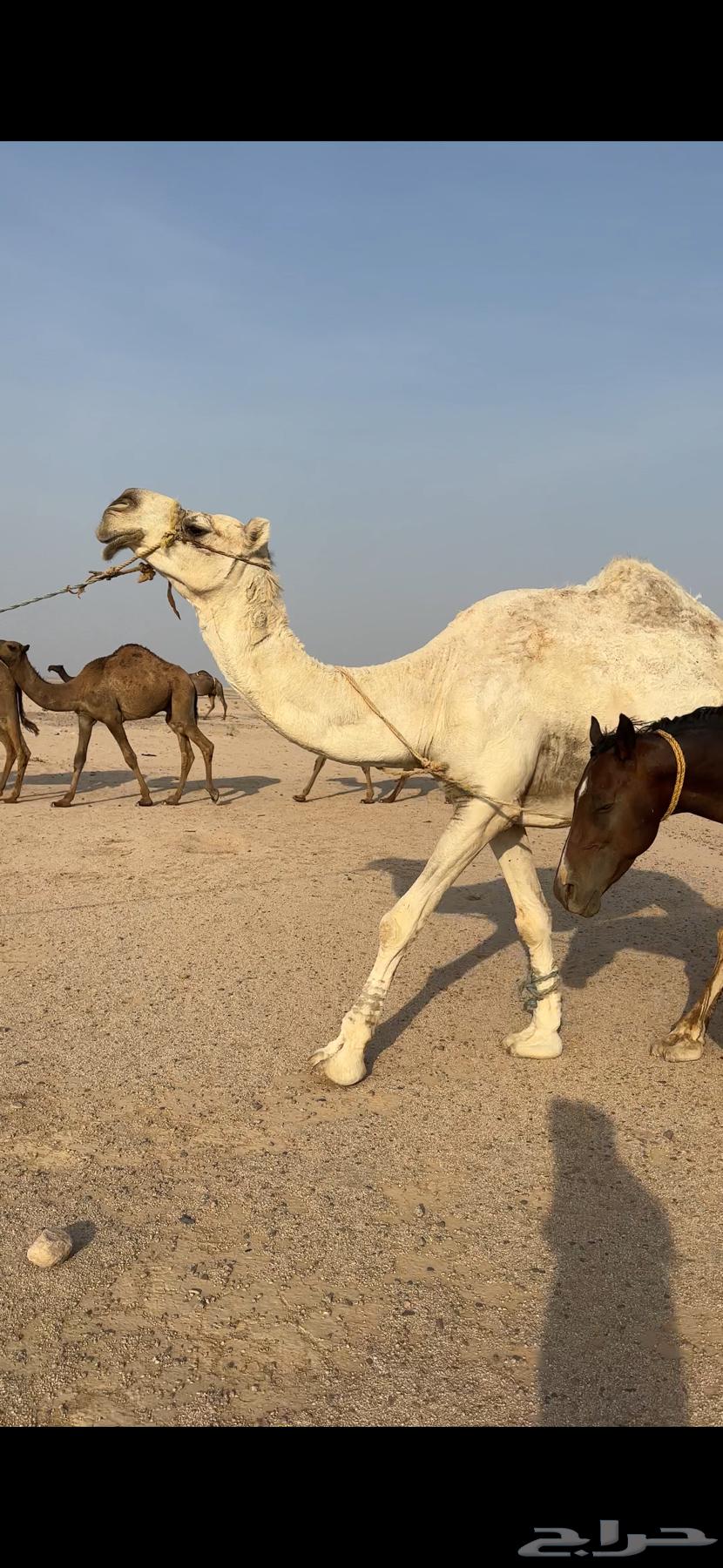 للبيع رحول64586923925506110