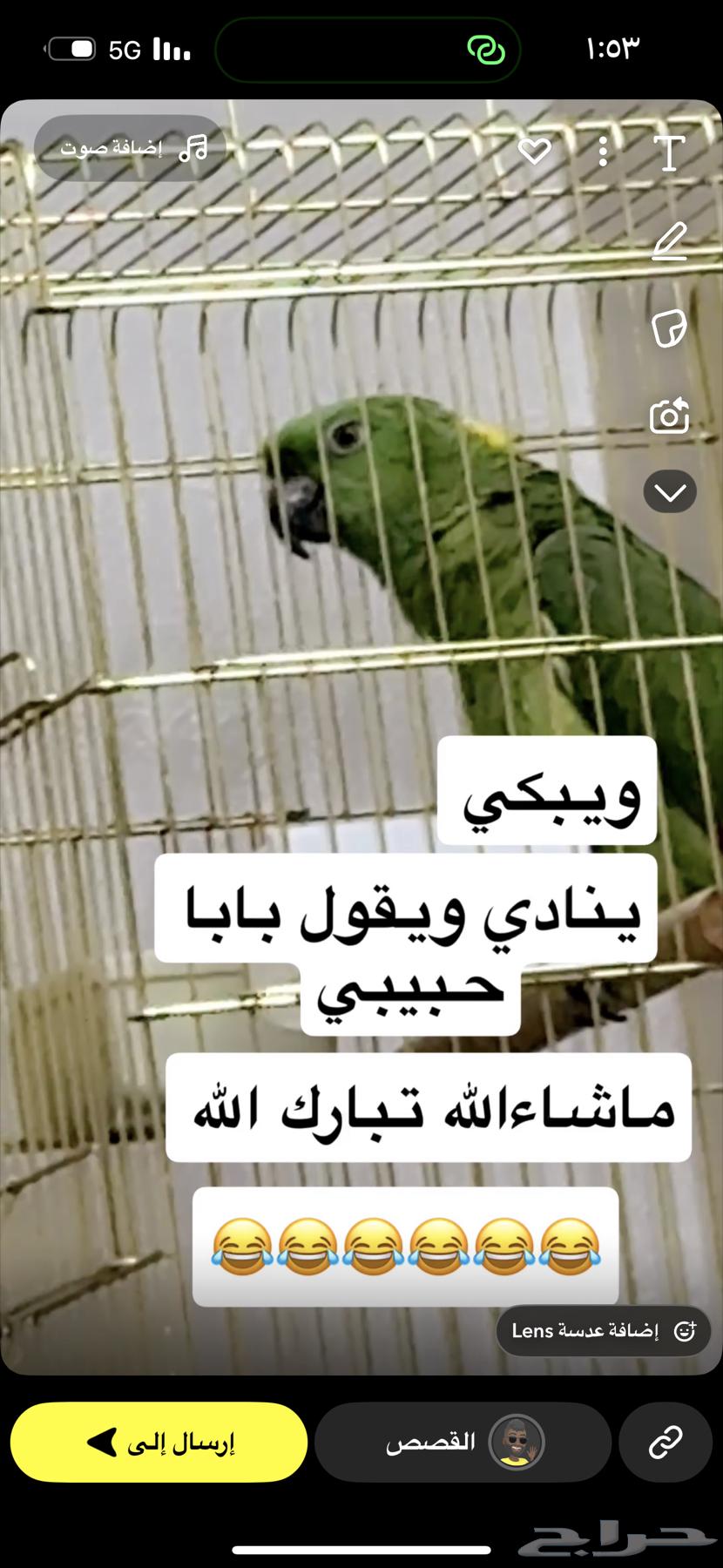 امزوني يلوناب64582937974018111