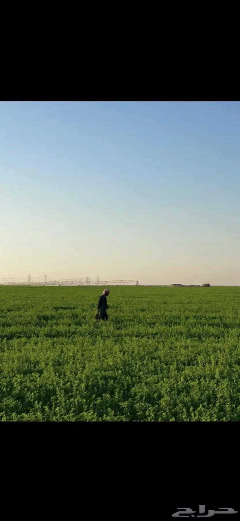 للبيع برسيم صافي قش 54 هكتار64585566632194111