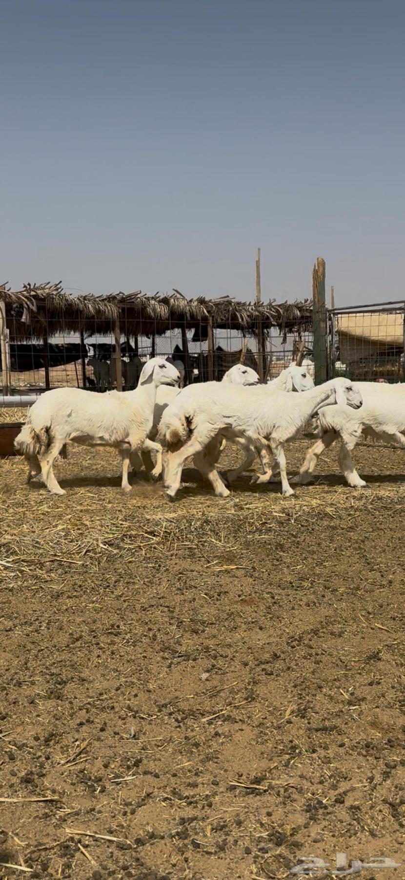 Sheep Class (Sold)64582503518081110