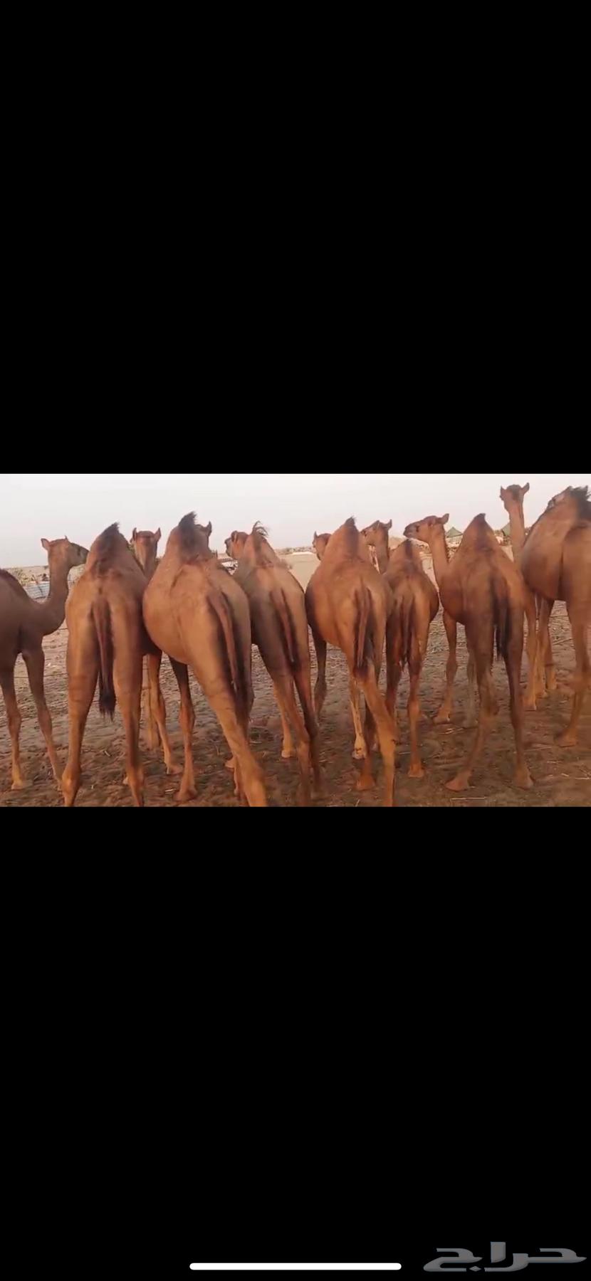 حواشي وبكرات للبيع64583654035843113