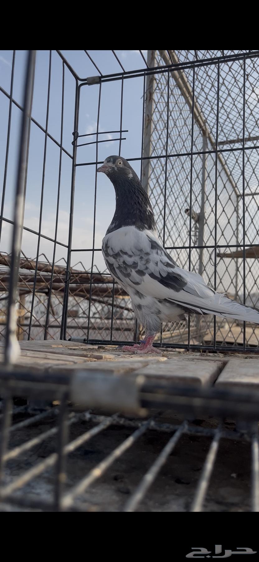 حمام باكستاني تم البيع64586090648067113