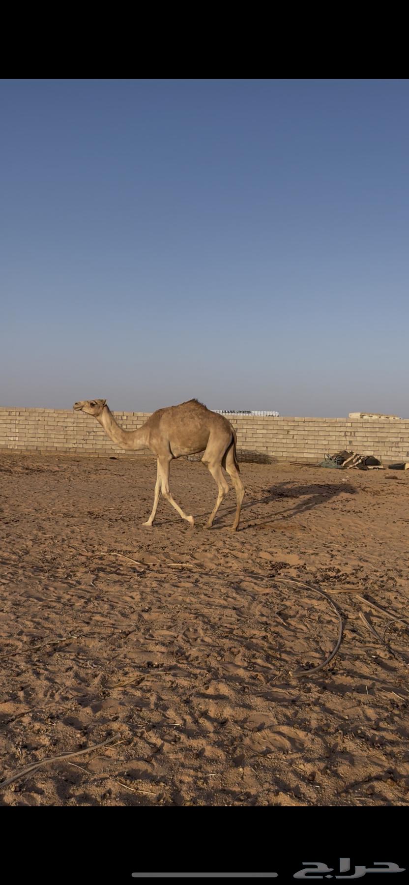 للبيع بكره حقه طيبه64435341000833111