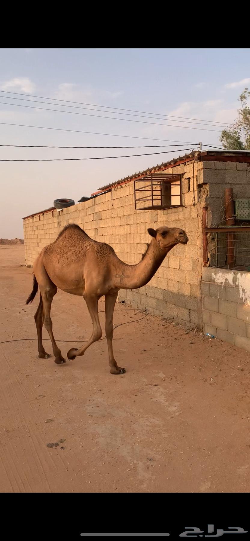 بكرة للبيع64582021037954112