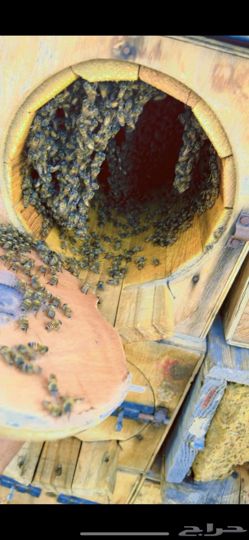 عسل جبلي صافي جديد من منحلي شخصيا64586588948866111