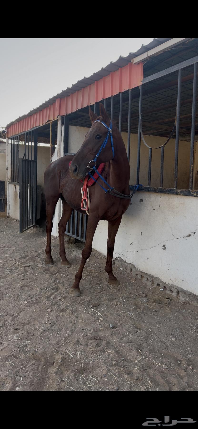 فرس انجليزيه64583251613186110