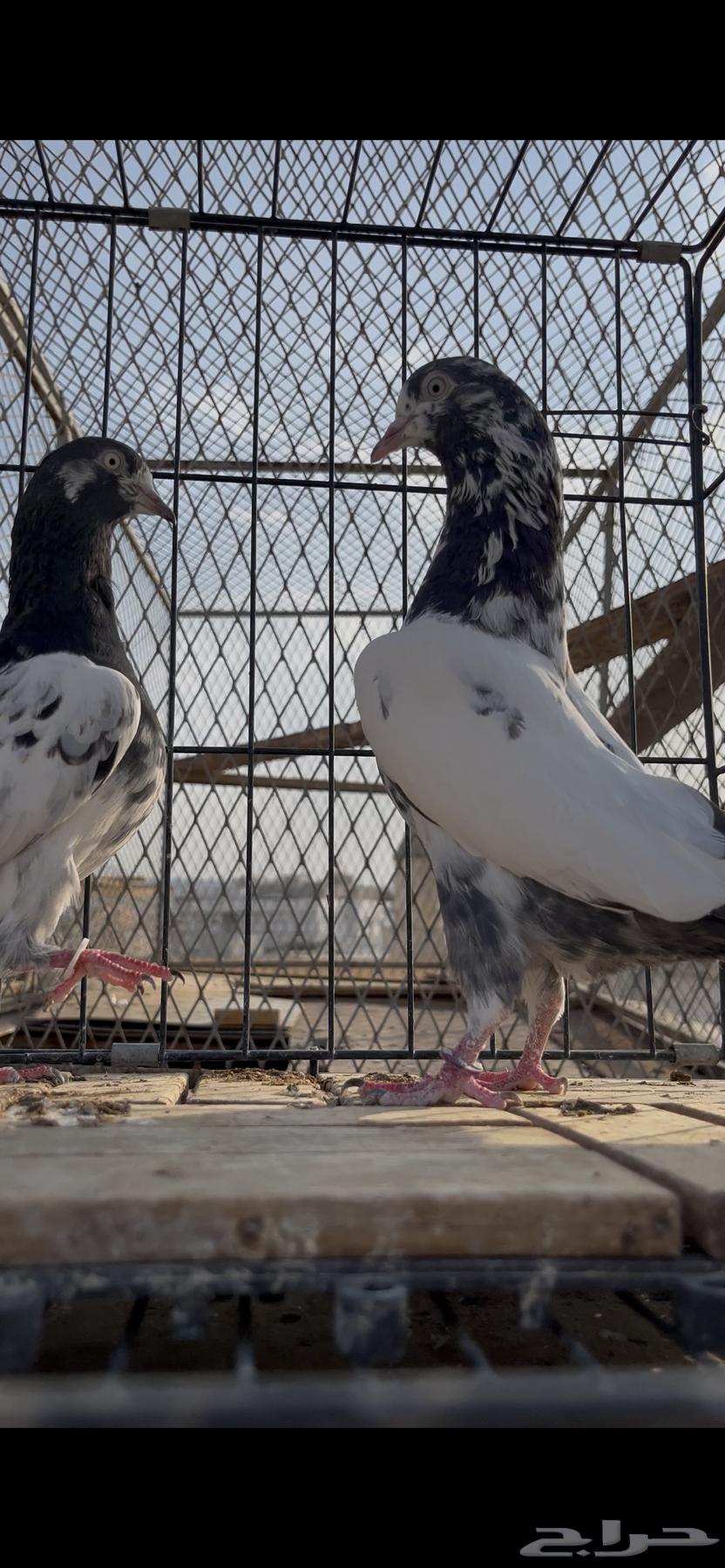 حمام باكستاني تم البيع64586090648067110