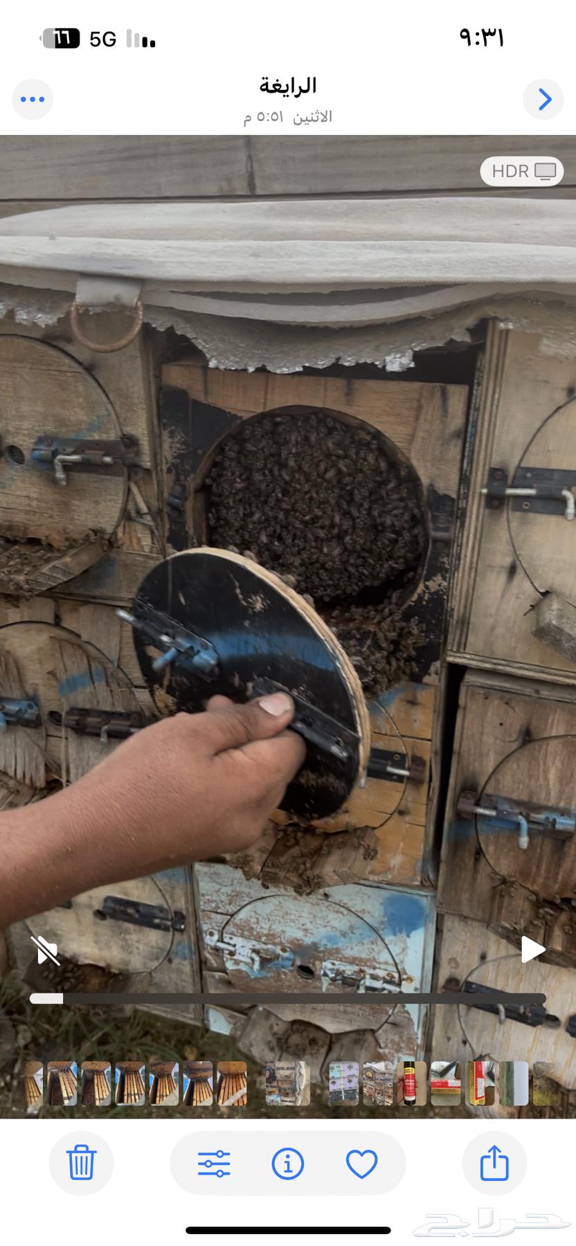 نحل بلدي للبيع فرنجي سحاب ومحايلي64587181862913110