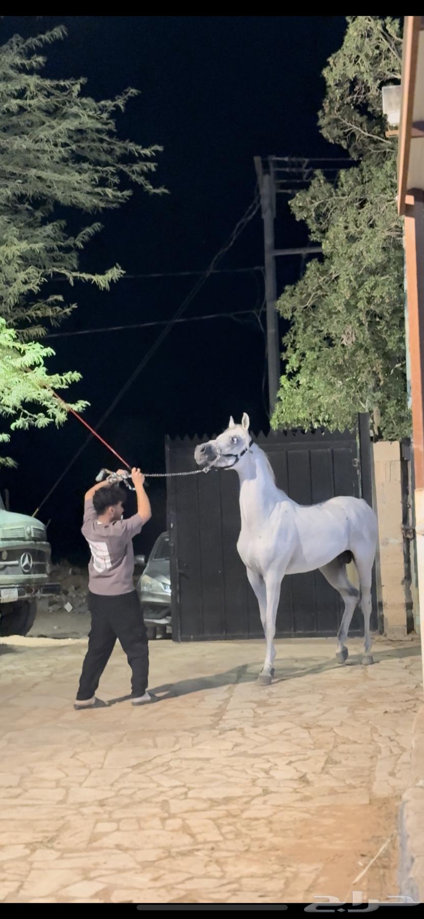 فحل واهو والبيع شعبي فحل فاخر طرب64582422201731112