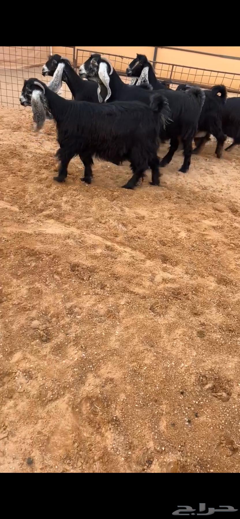 معزا عوارض خصمم64585595332609110