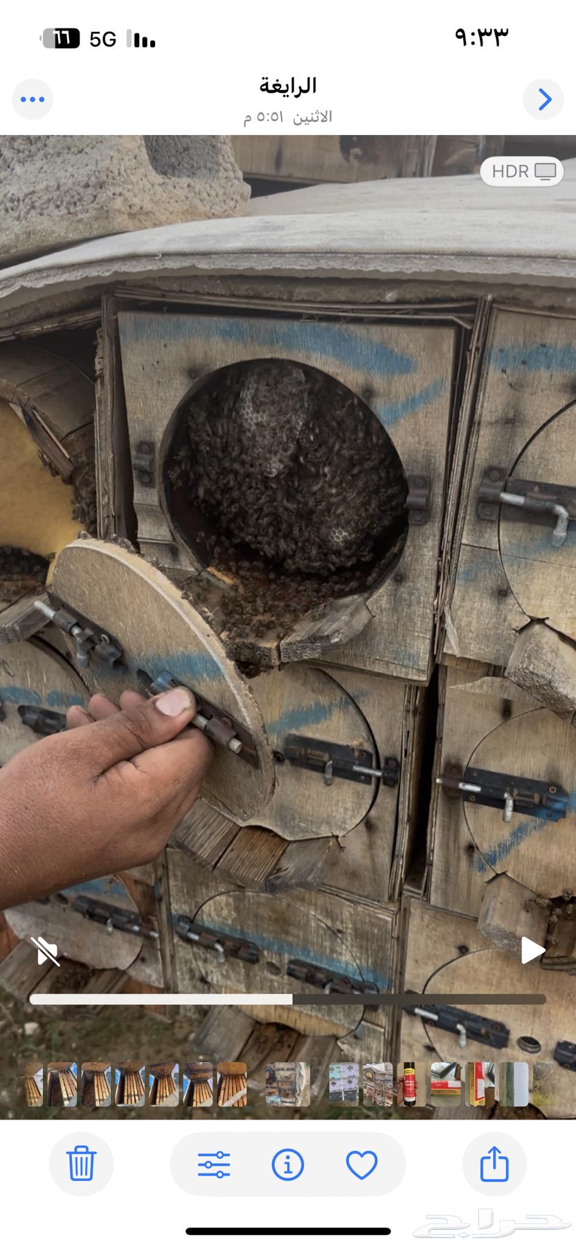 نحل بلدي للبيع فرنجي سحاب ومحايلي64587181862913111