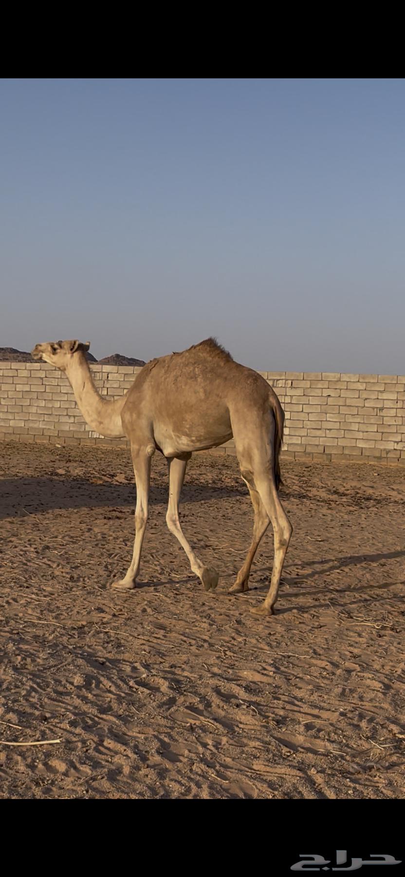 للبيع بكره حقه طيبه64435341000833110