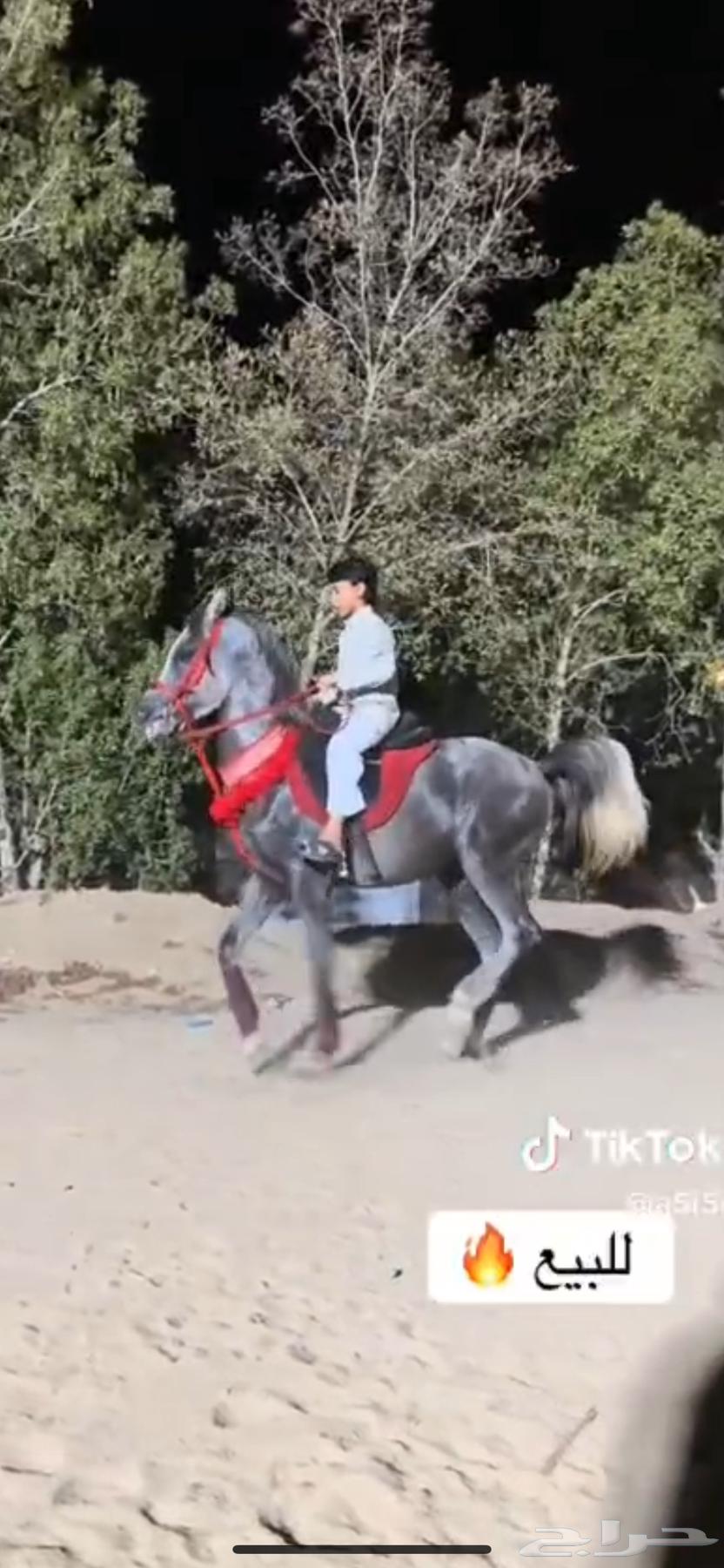 خيل للبيع عالسوم64584940114178111