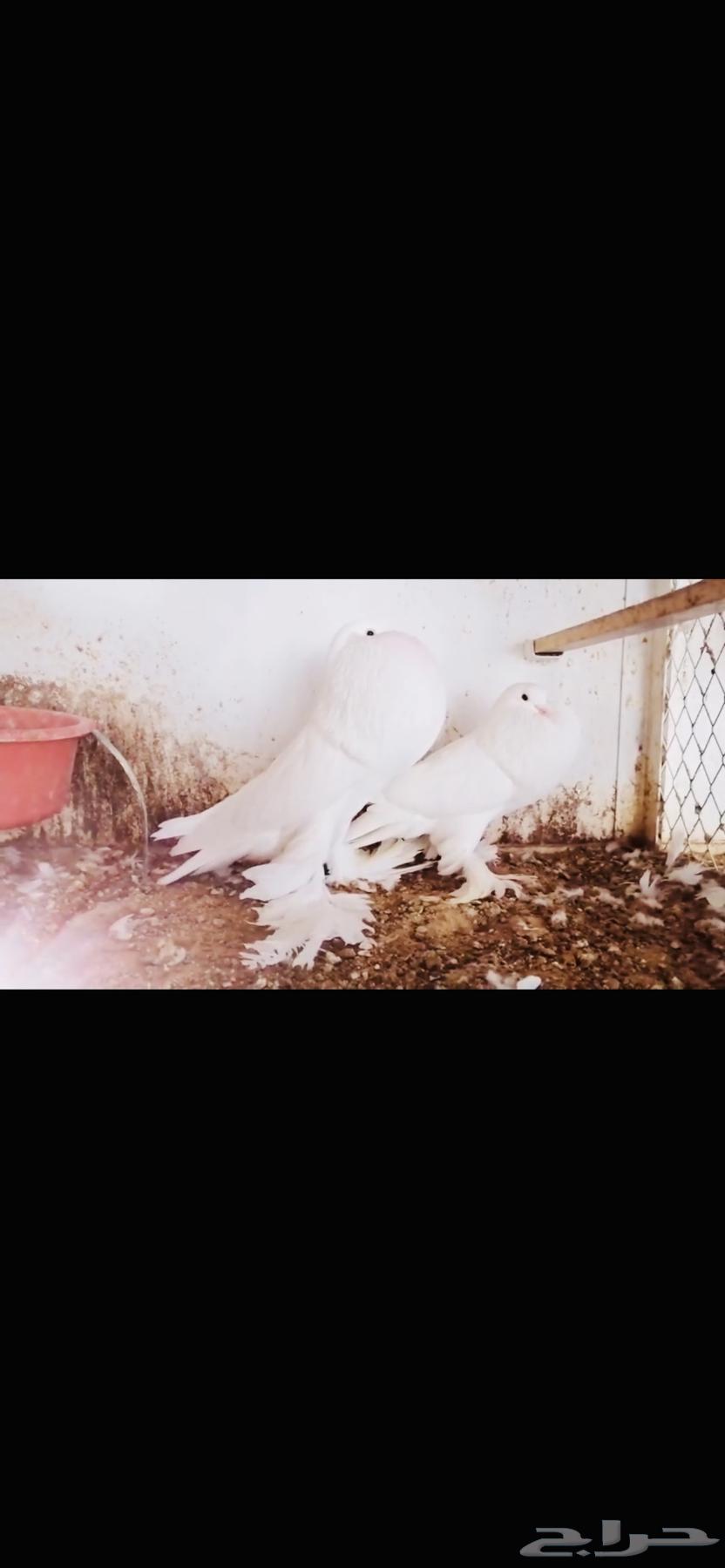 زوج نفاخ ابو مريان top64581224150275111