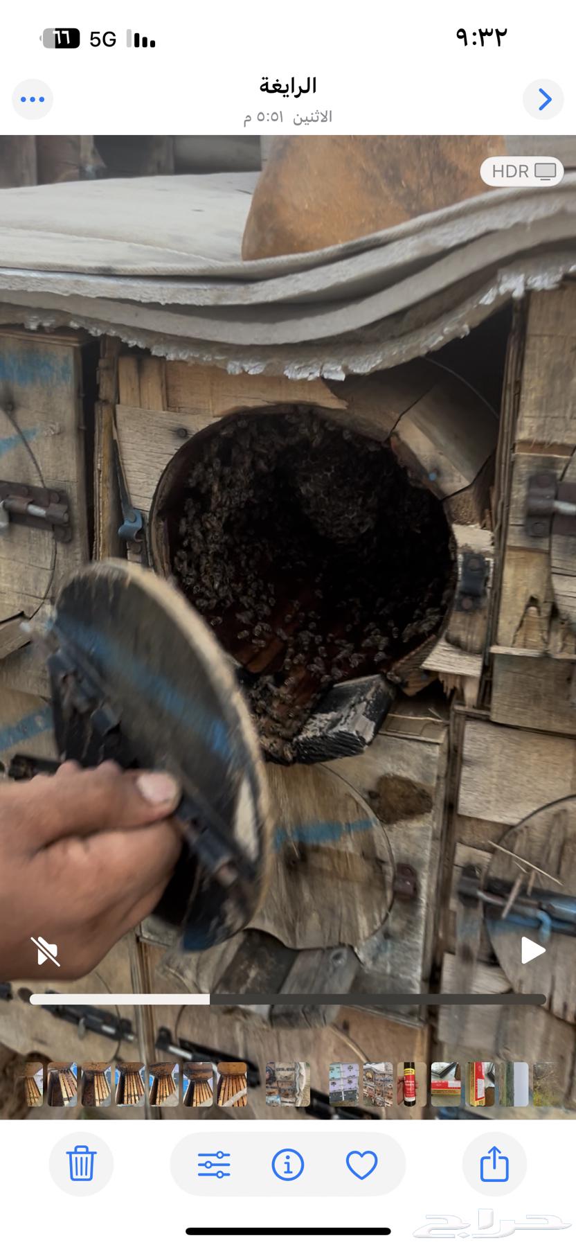 نحل بلدي للبيع فرنجي سحاب ومحايلي64587181862913112