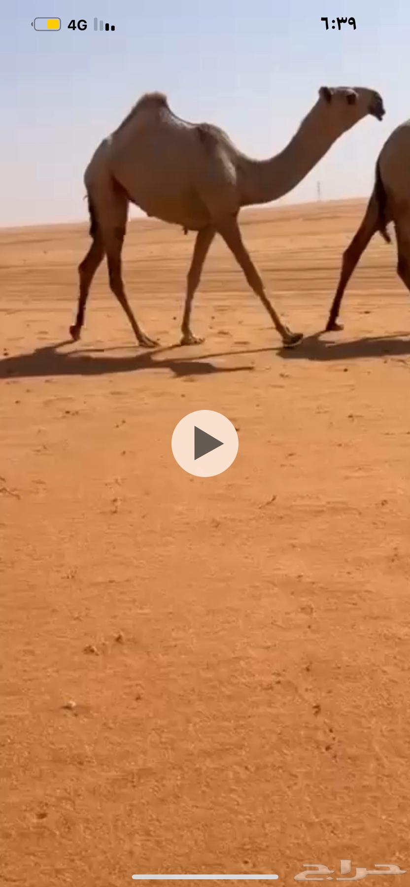 بكار حقايق رمانيه علا رمان المناديع64585309639553111