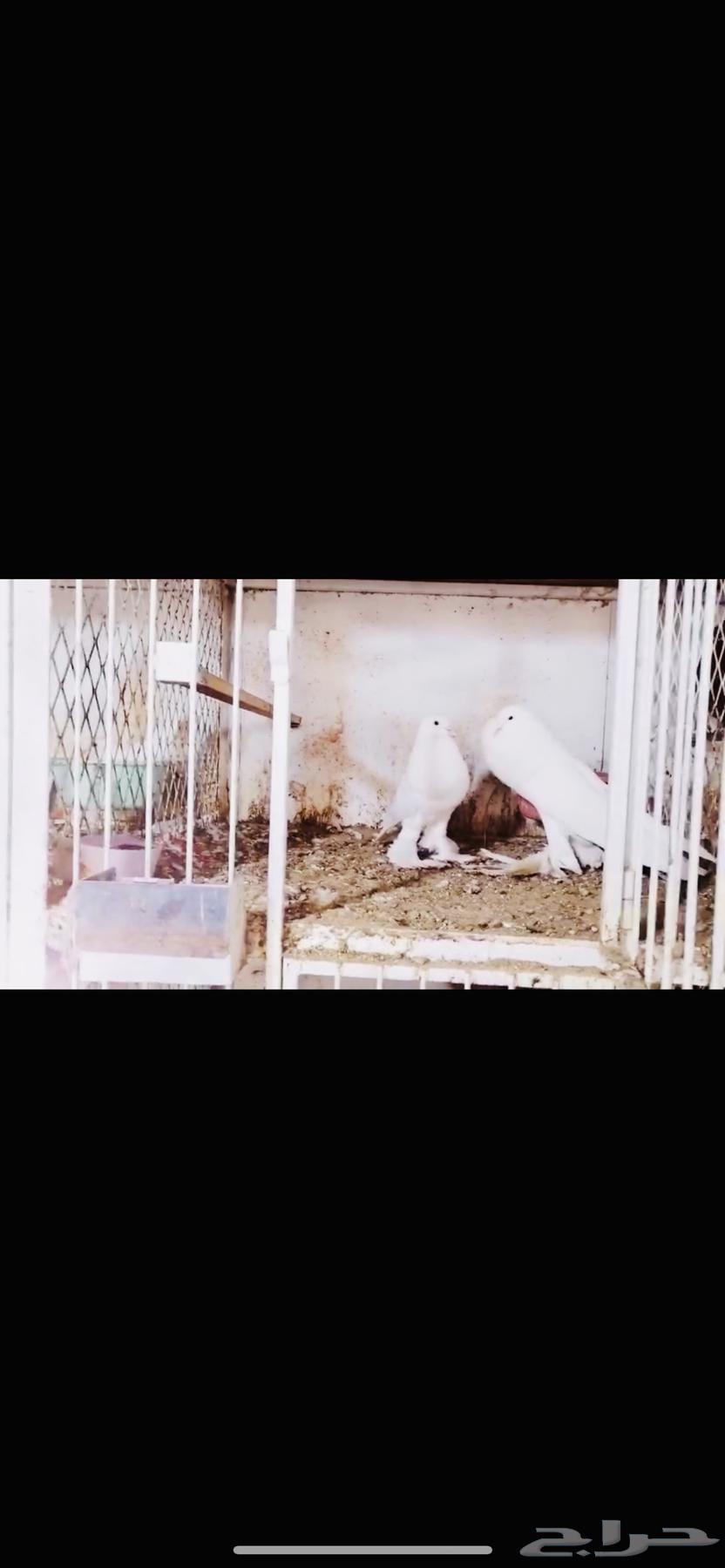 زوج نفاخ ابو مريان top64581224150275112