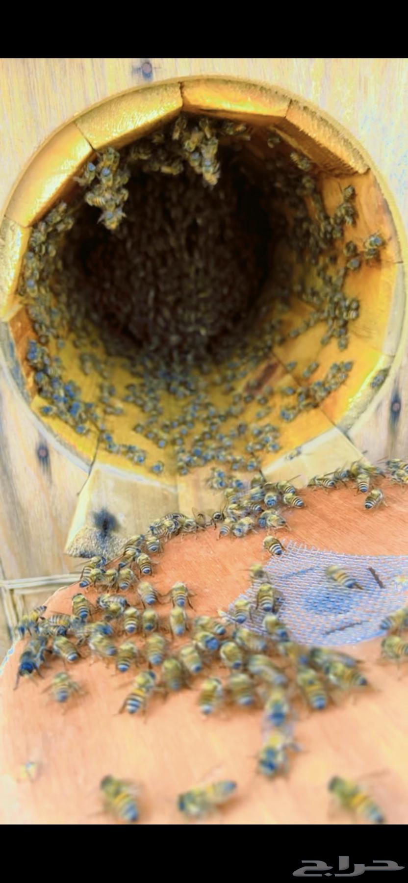 عسل جبلي صافي جديد من منحلي شخصيا64586588948866113