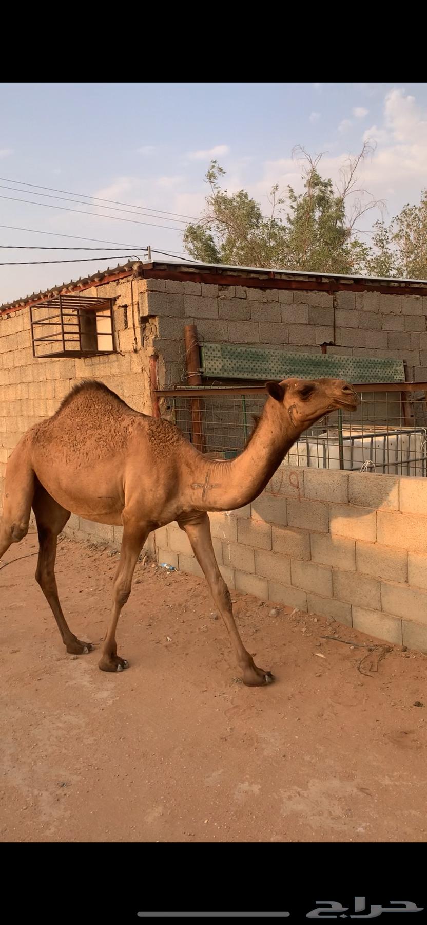 بكرة للبيع64582021037954111