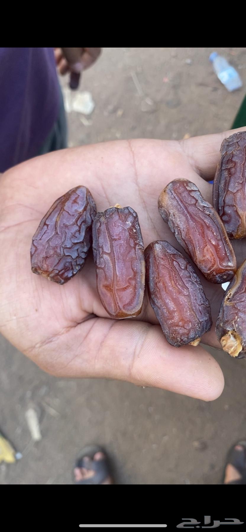 تمور للبيع حق السنة هاذي64582581194882114