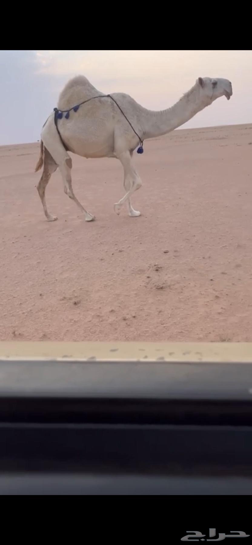 للبيع الضريبه الكفوو64585955432963110