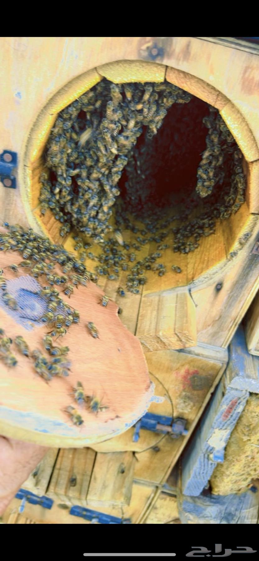 عسل جبلي صافي جديد من منحلي شخصيا64586588948866112