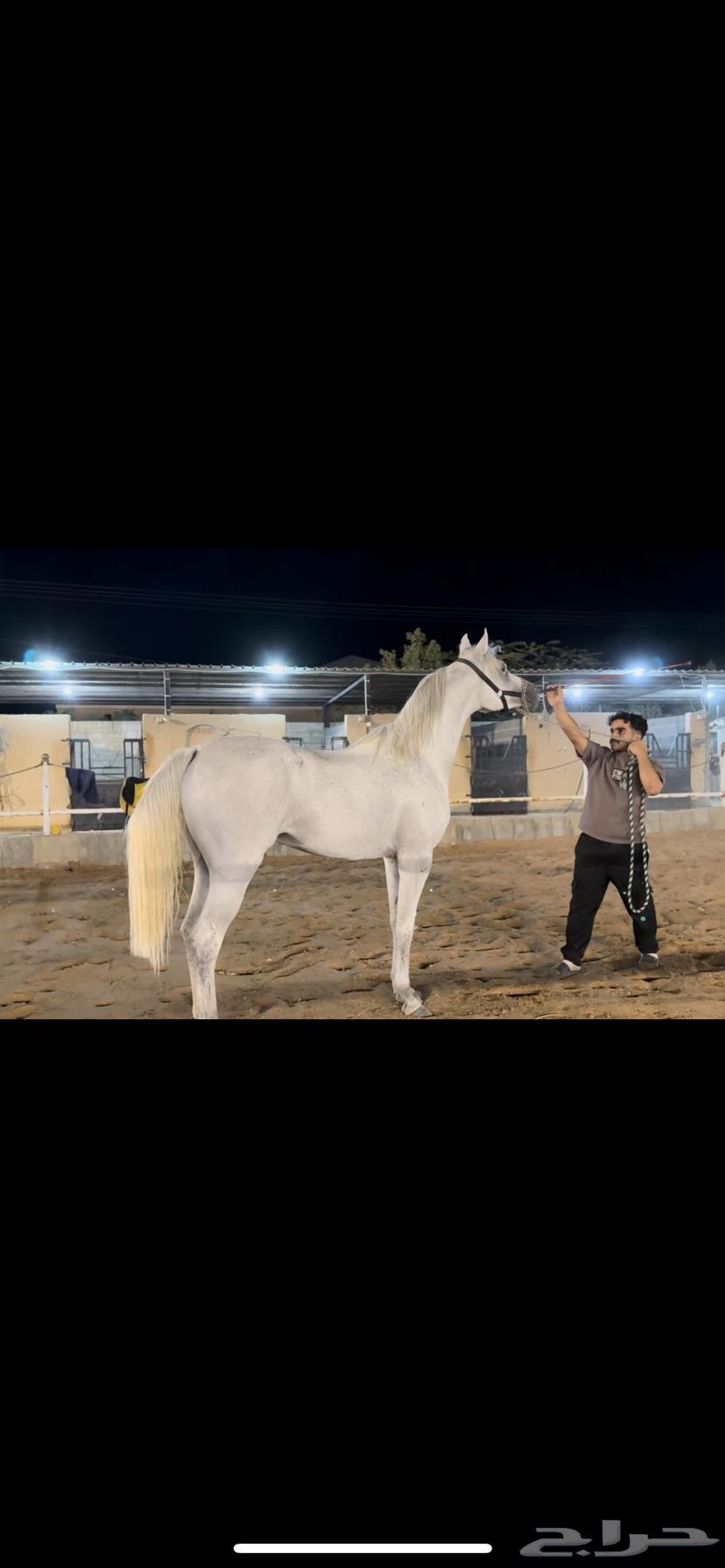 فحل واهو والبيع شعبي فحل فاخر طرب64582422201731110