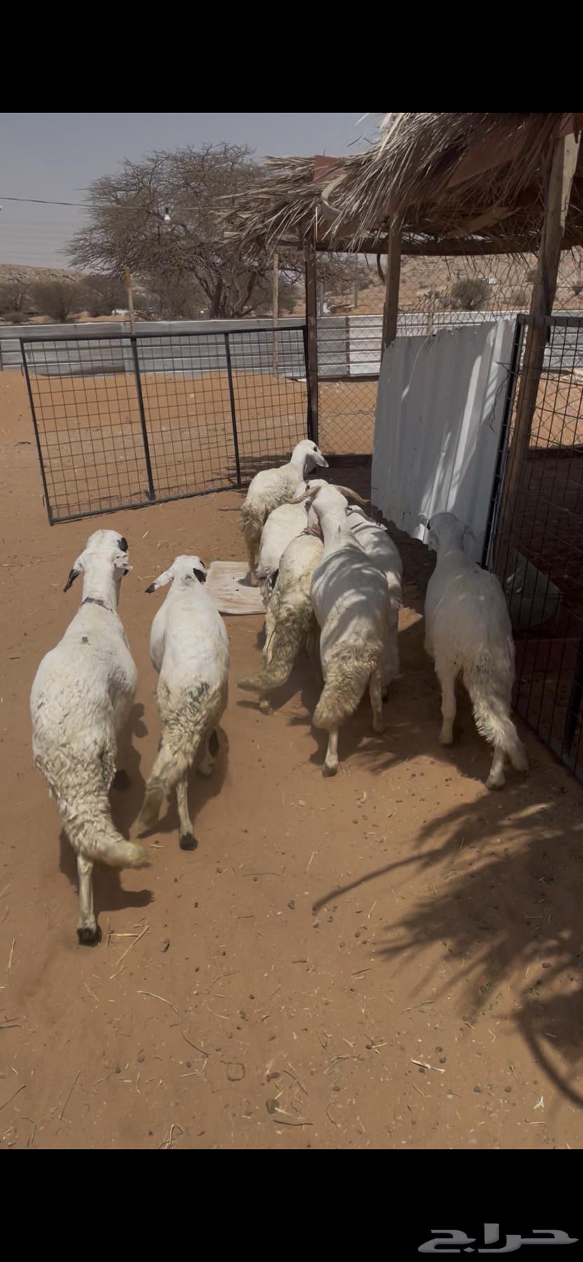 سواكني مرابي64582214832002111