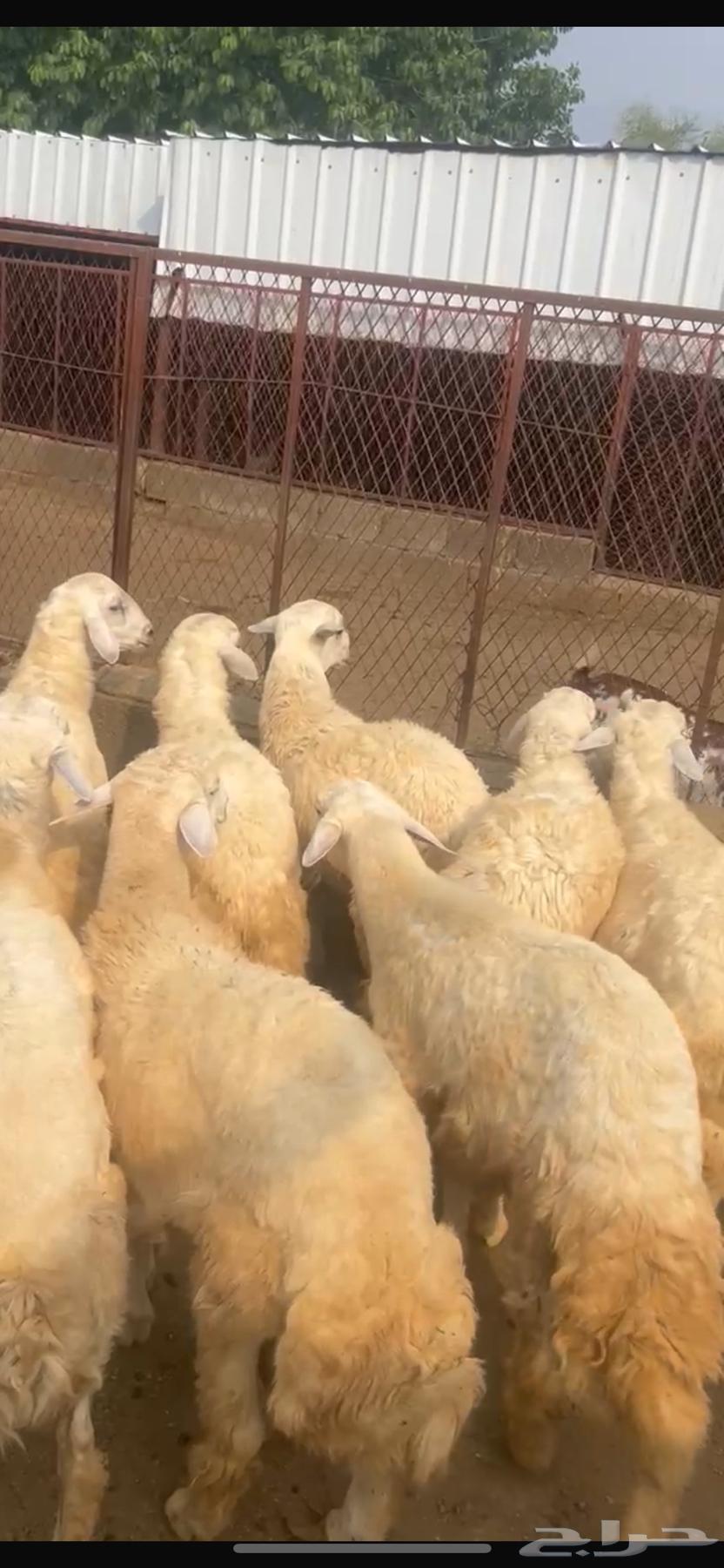 طليان جبرة للبيع المجاردة64584234935683111