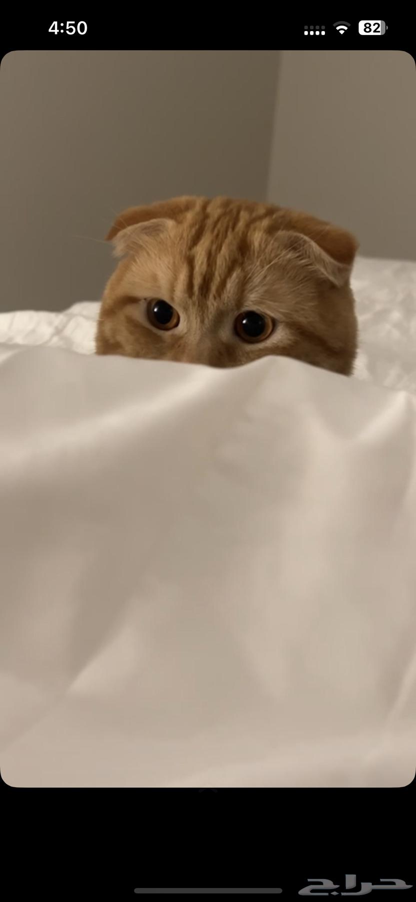 قط سكوتش للبيع64584588843009111