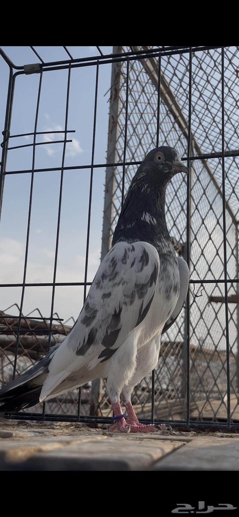 حمام باكستاني تم البيع64586090648067114