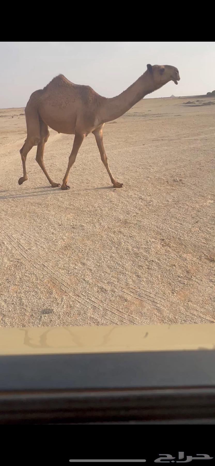 للبيع البكره الغرنوقيه الكفو64583280485123110