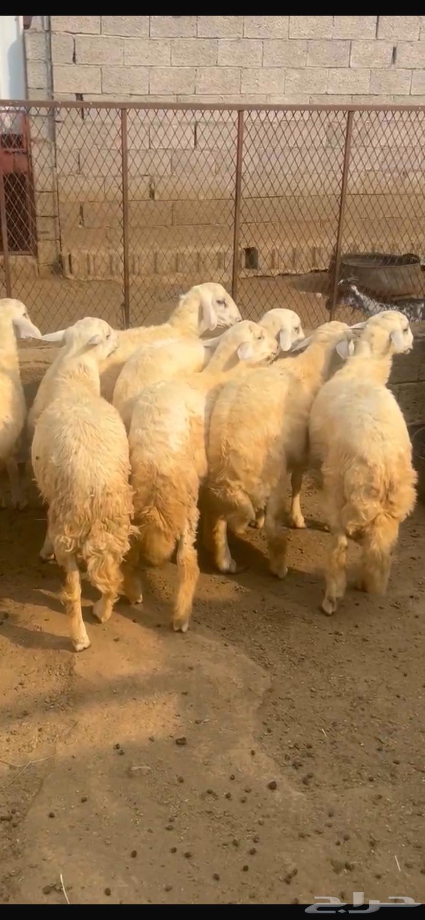 طليان جبرة للبيع المجاردة64584234935683110