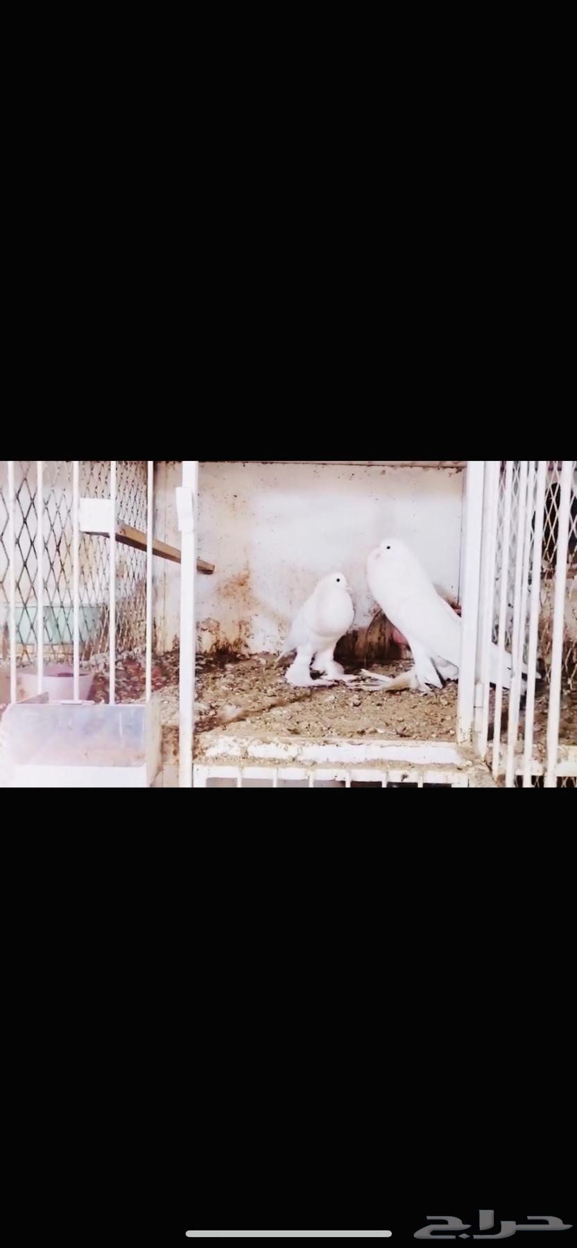 زوج نفاخ ابو مريان top64581224150275110