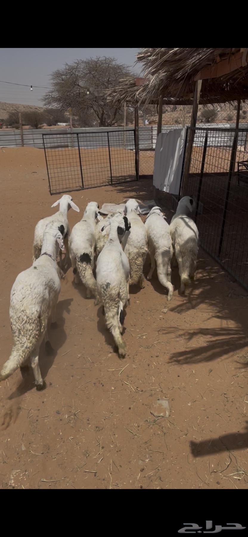 سواكني مرابي64582214832002110