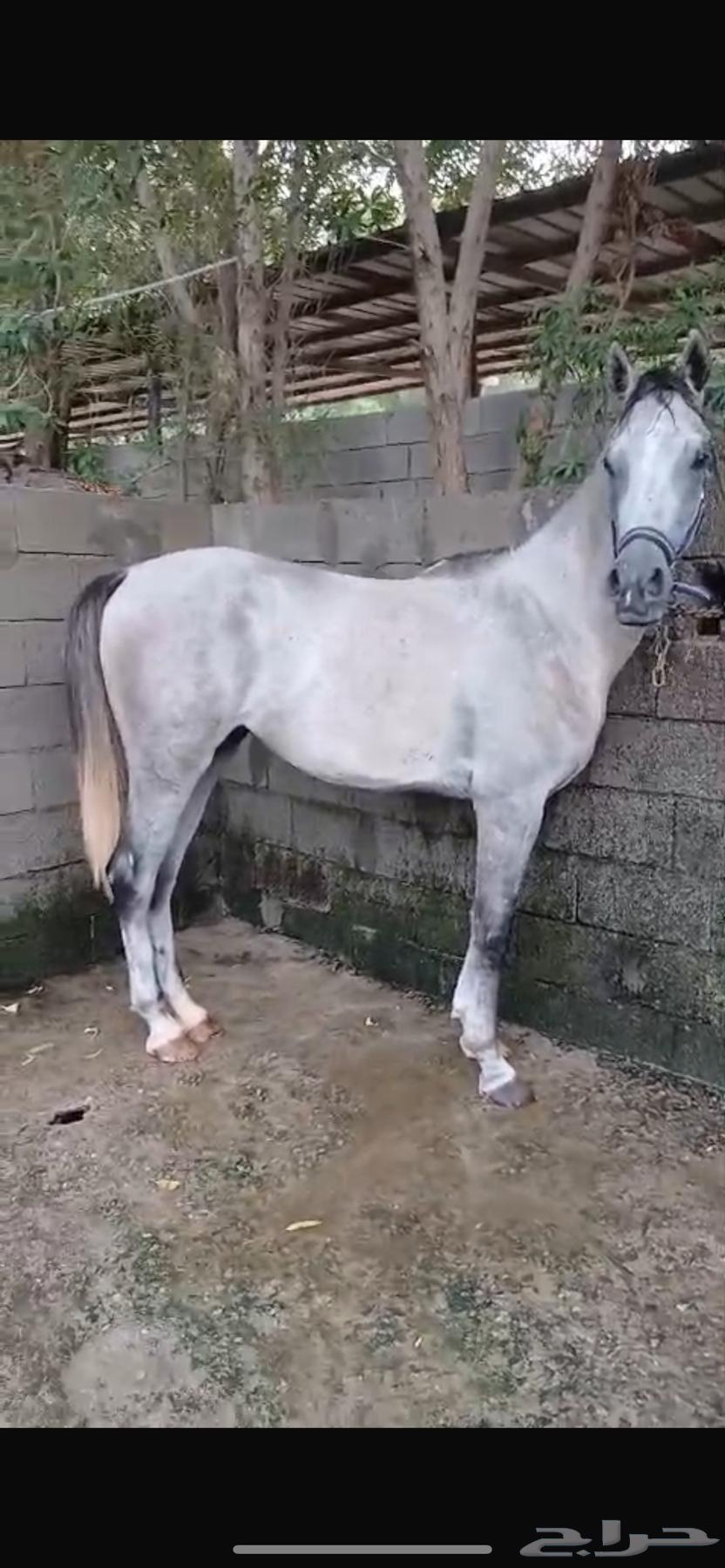 خيل للبيع عالسوم64584940114178110