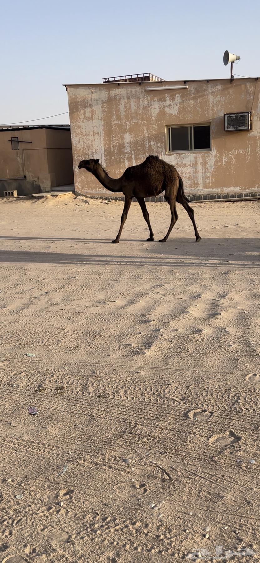 حواره دبيانيه ( تم البيع )64585352461185110