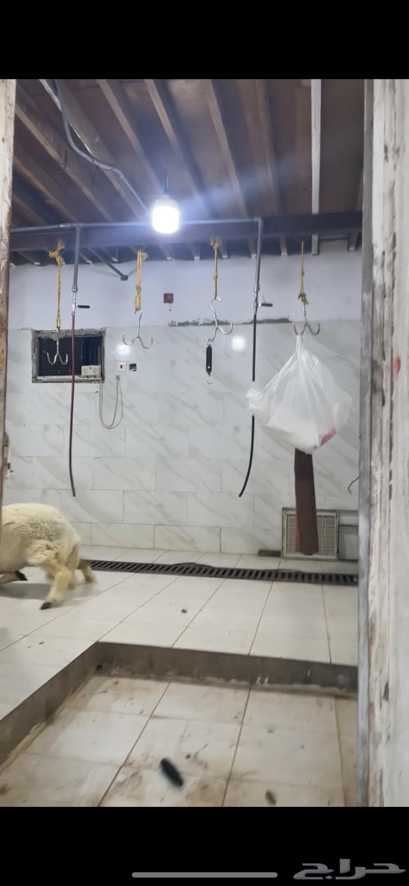 شبوك اغنام جاهزه للايجار شمال جده64584021772034111