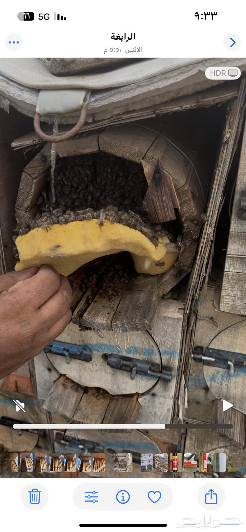 نحل بلدي للبيع فرنجي سحاب ومحايلي64587181862913113