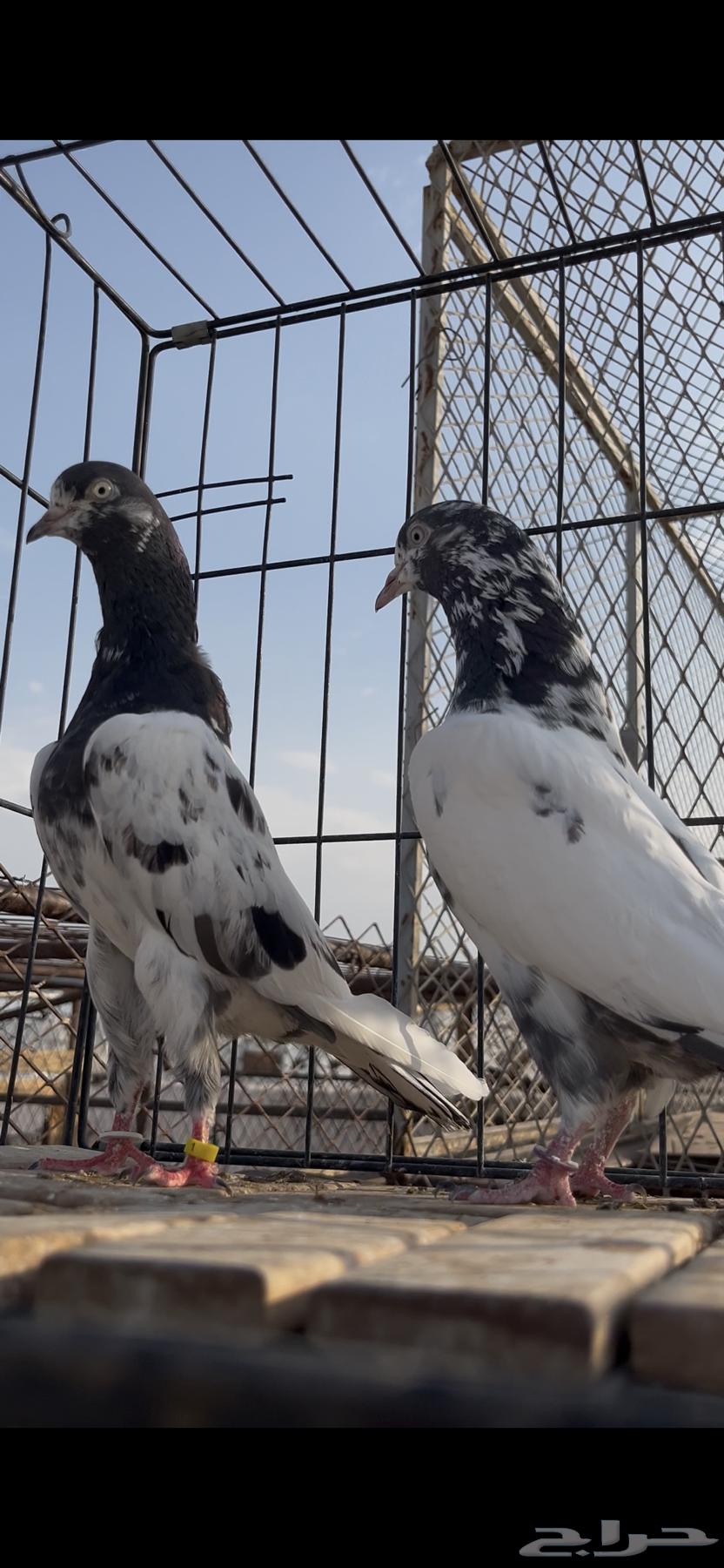 حمام باكستاني تم البيع64586090648067112