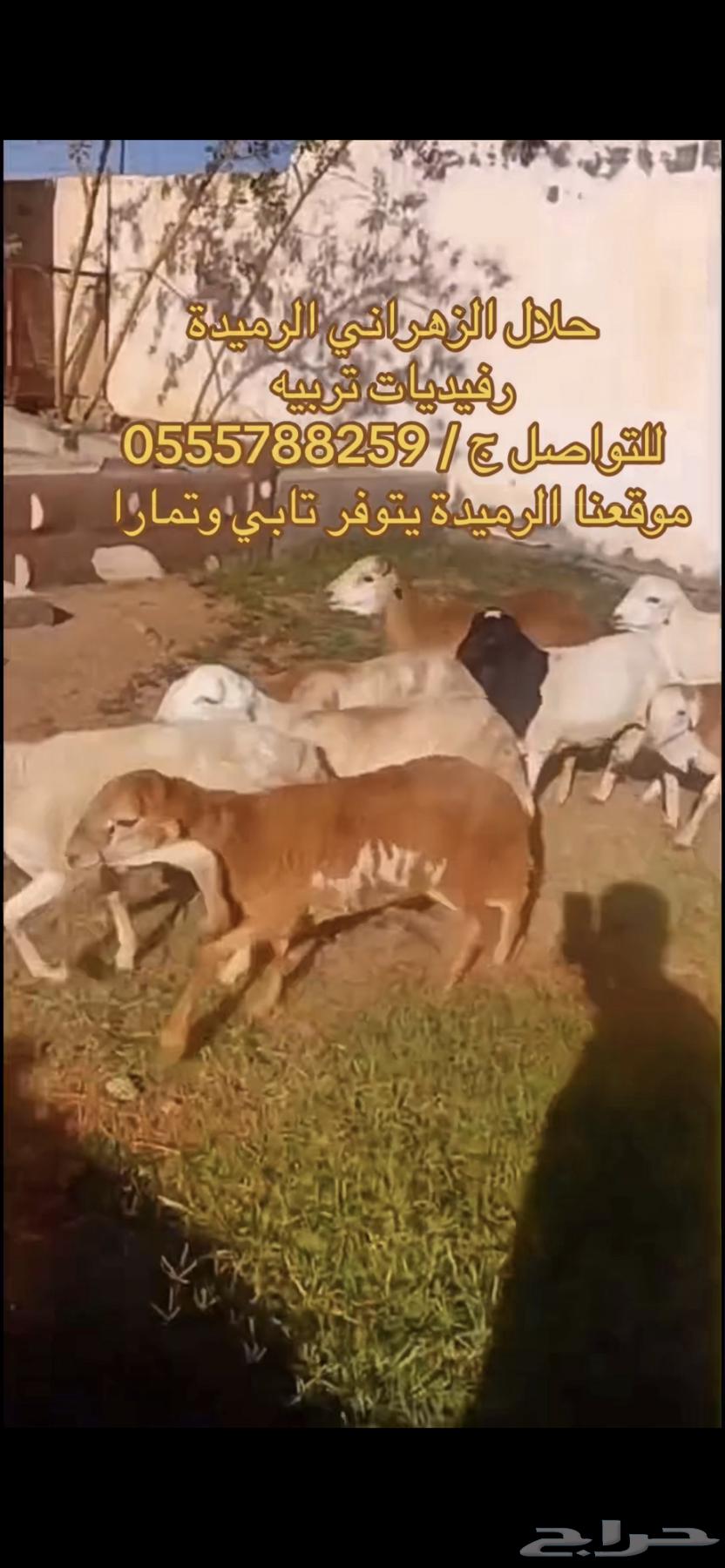 طليان رفيدي ذبايح طيبات بالحيل64581746059395114