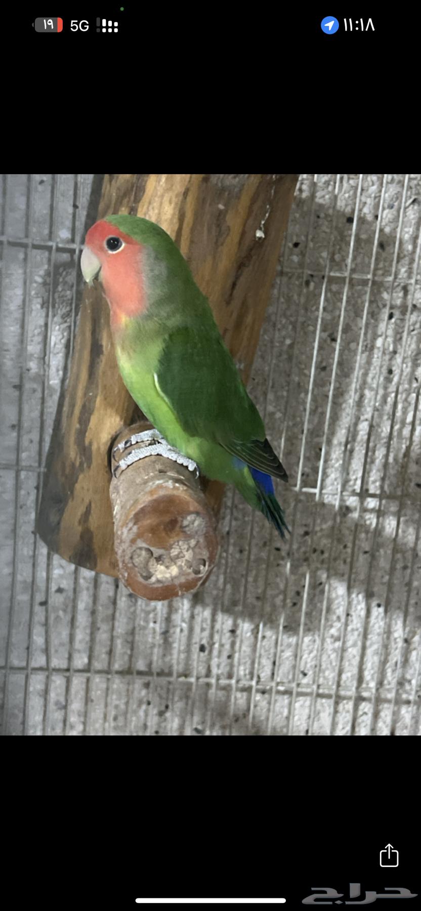 Rose male for sale, analyst stopped by Somah, his share64587913538049110