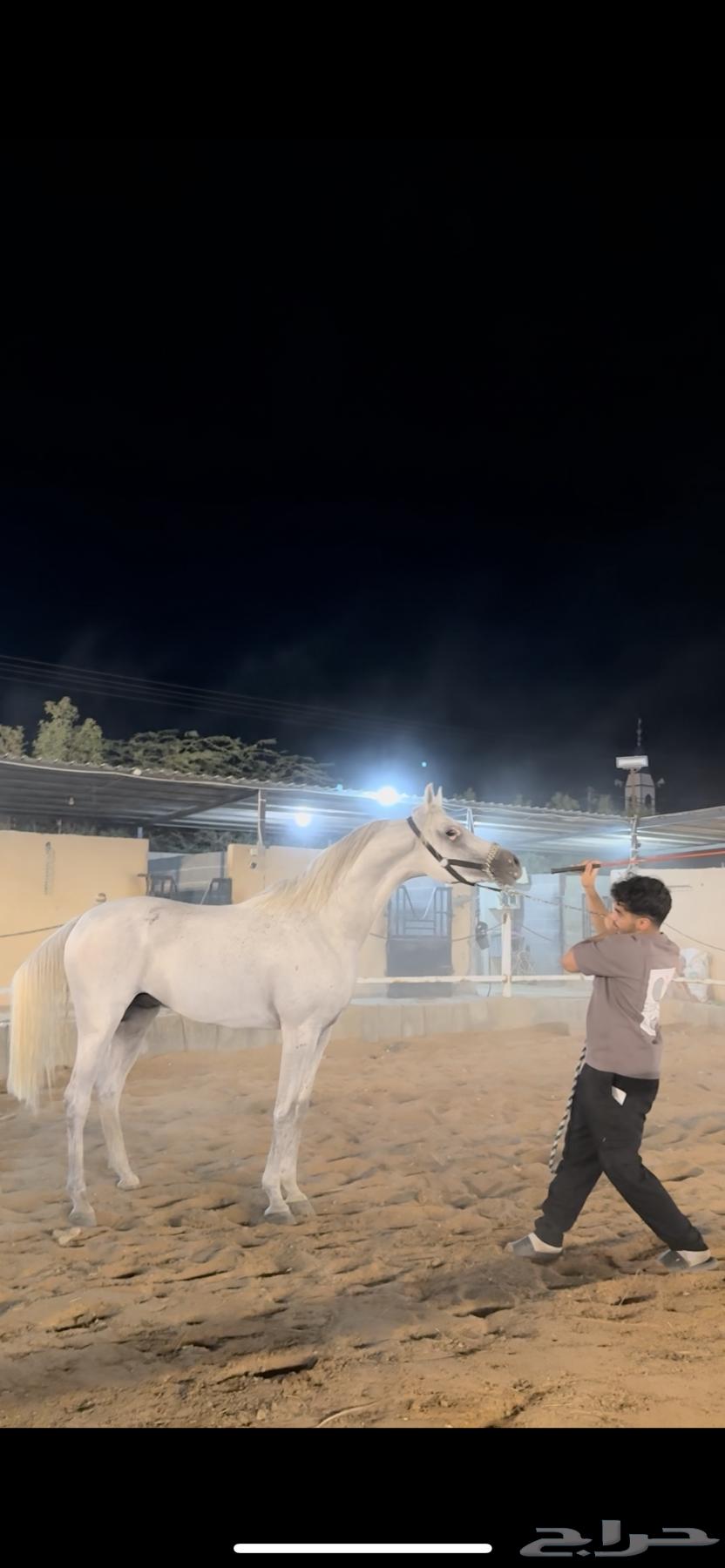 فحل واهو والبيع شعبي فحل فاخر طرب64582422201731111