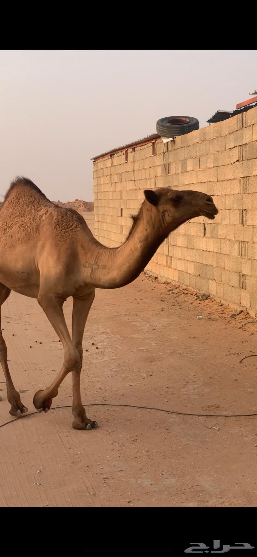 بكرة للبيع64582021037954113