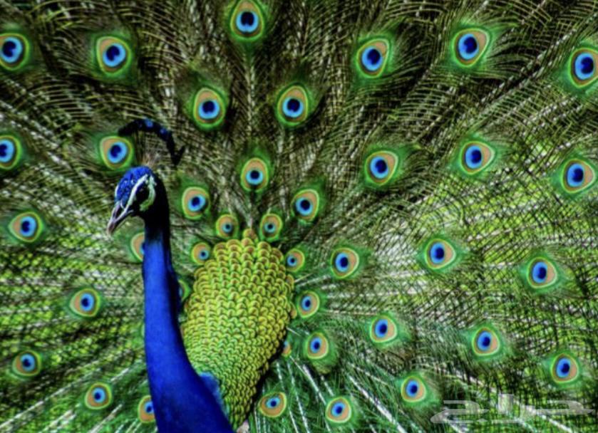 طاؤوس البينو و هندي ازواج للبيع هاديه اليفه64579924437633111