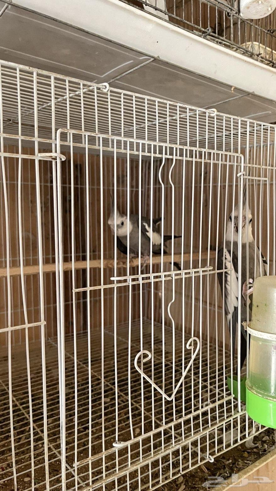 الابينو64581169253251112